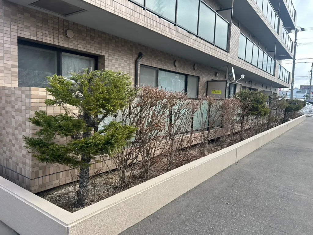 マンション際の松の木の頭落とし（アフター画像その1）