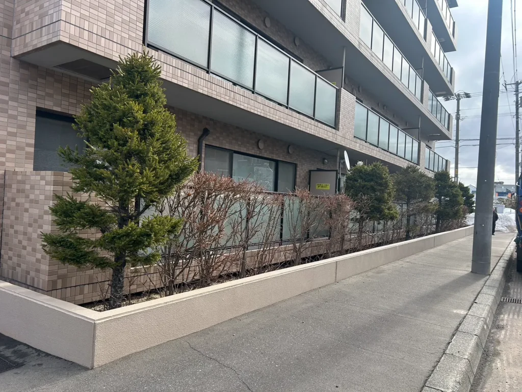 マンション際の松の木の頭落とし（ビフォア画像その1）