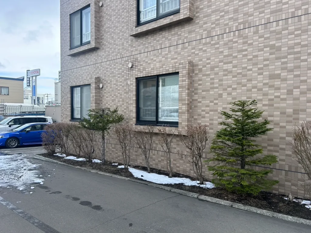 マンション際の松の木の頭落とし（アフター画像その2）