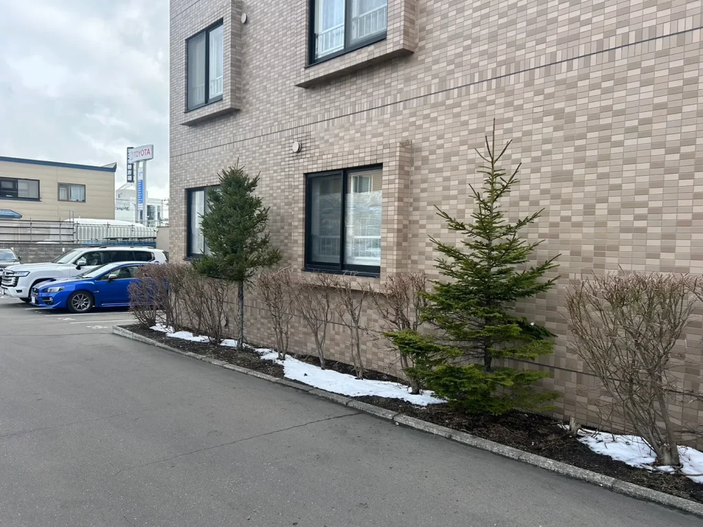 マンション際の松の木の頭落とし（ビフォア画像その2）