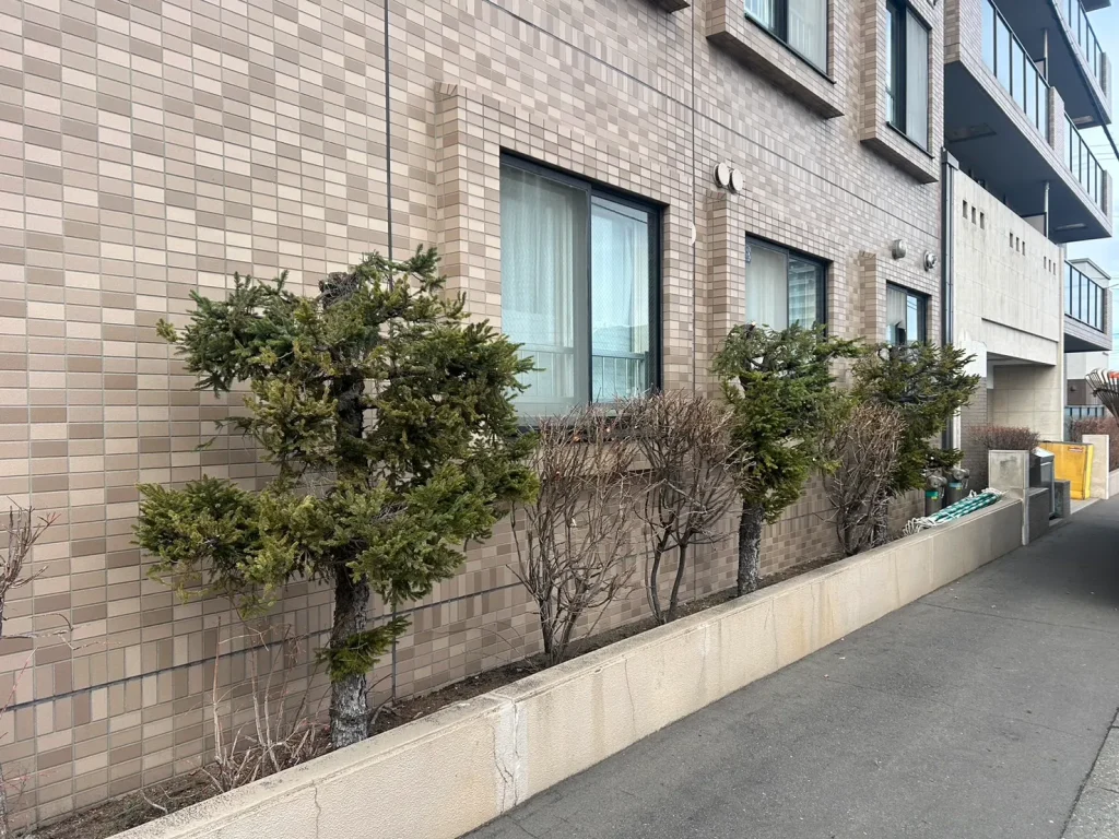 マンション際の松の木の頭落とし（アフター画像その3）