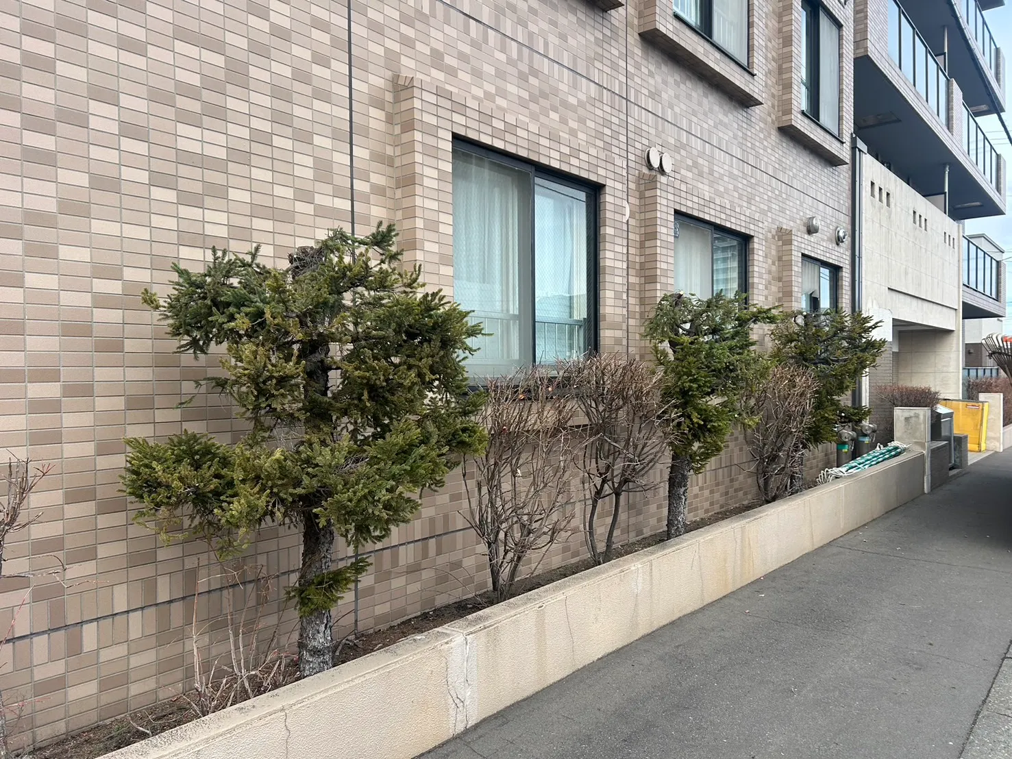 マンション際の松の木の頭落とし（アフター画像その3）