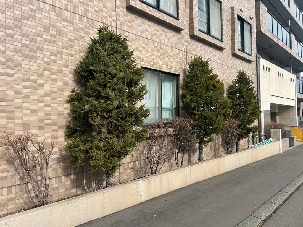 マンション際の松の木の頭落とし（ビフォア画像その3）