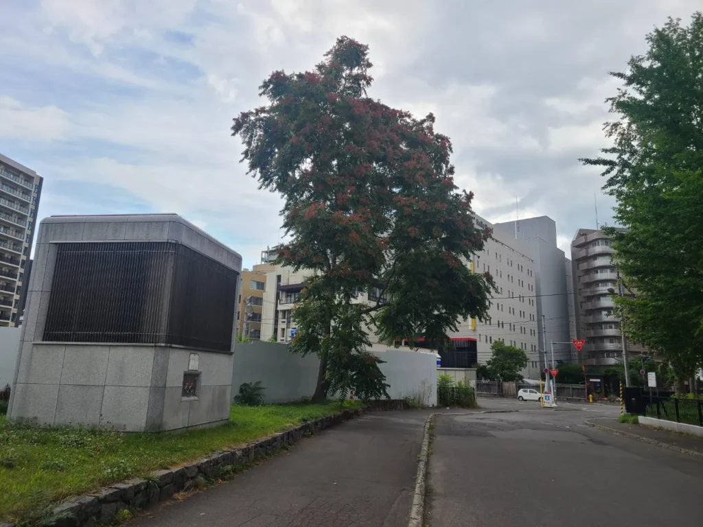 札幌市中央区で伐採・抜根前の高さ15mのシンジュの大木)